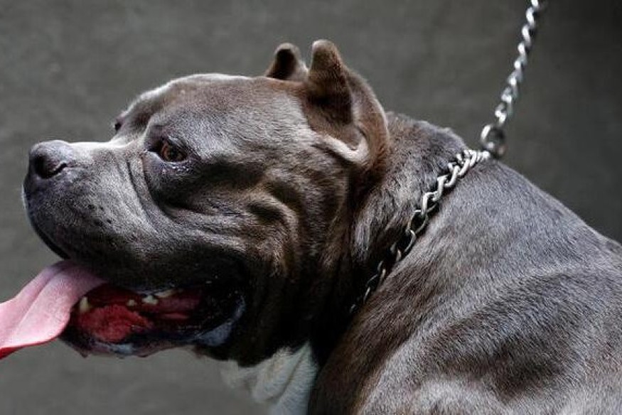 Public Safety: Concerning Rise in Dangerous Dog Attacks in the United Kingdom